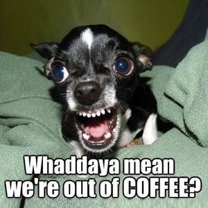 Meet your Posher, Holly